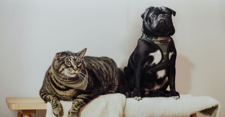 Kathmandu Metropolitan City rolls out pet microchipping initiative